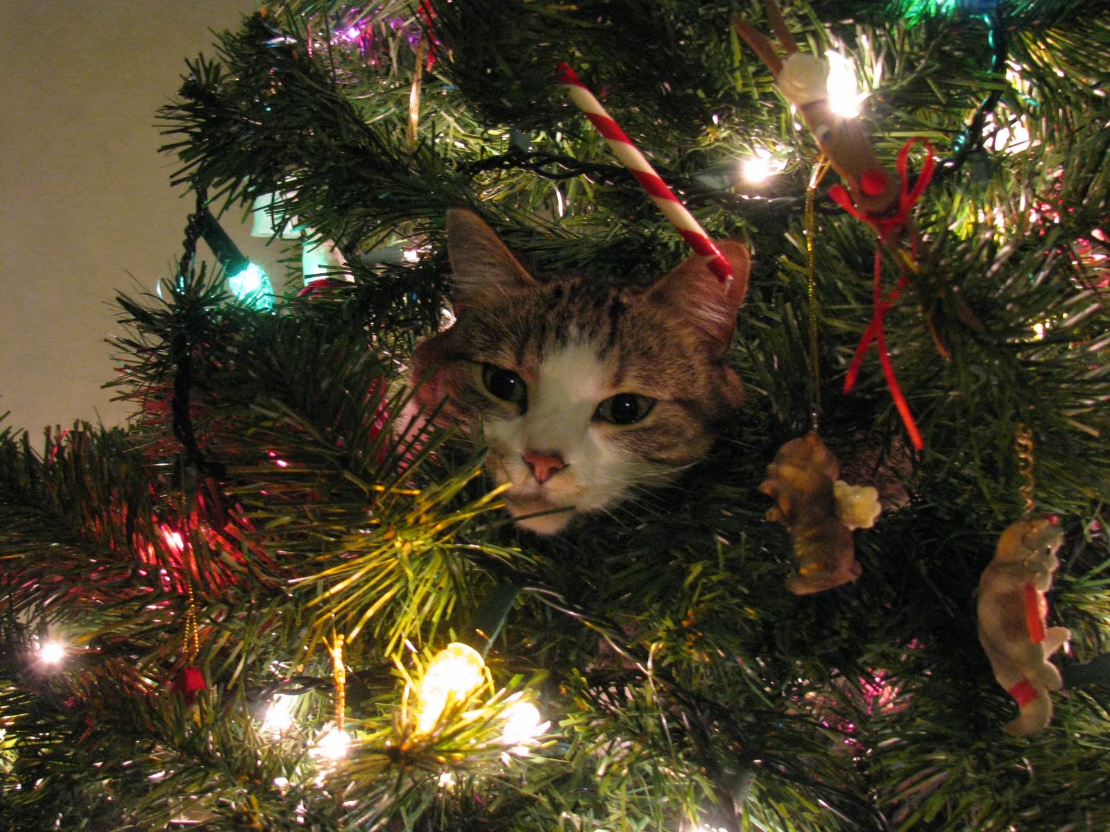 Αποτέλεσμα εικόνας για Γάτες εναντίον χριστουγεννιάτικων δέντρων