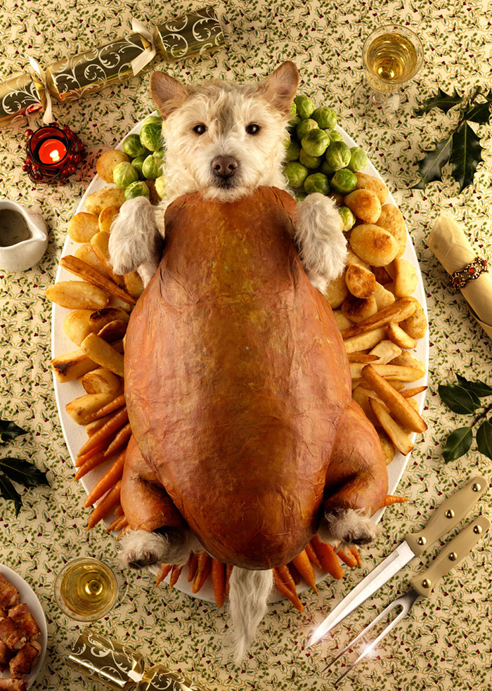dog-transformed-to-other-animals-holiday-card-8